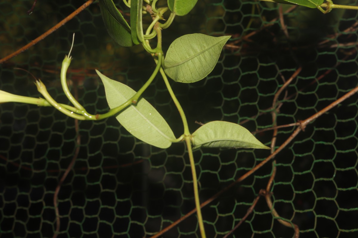 Mandevilla boliviensis (J.J.Veitch) Woodson